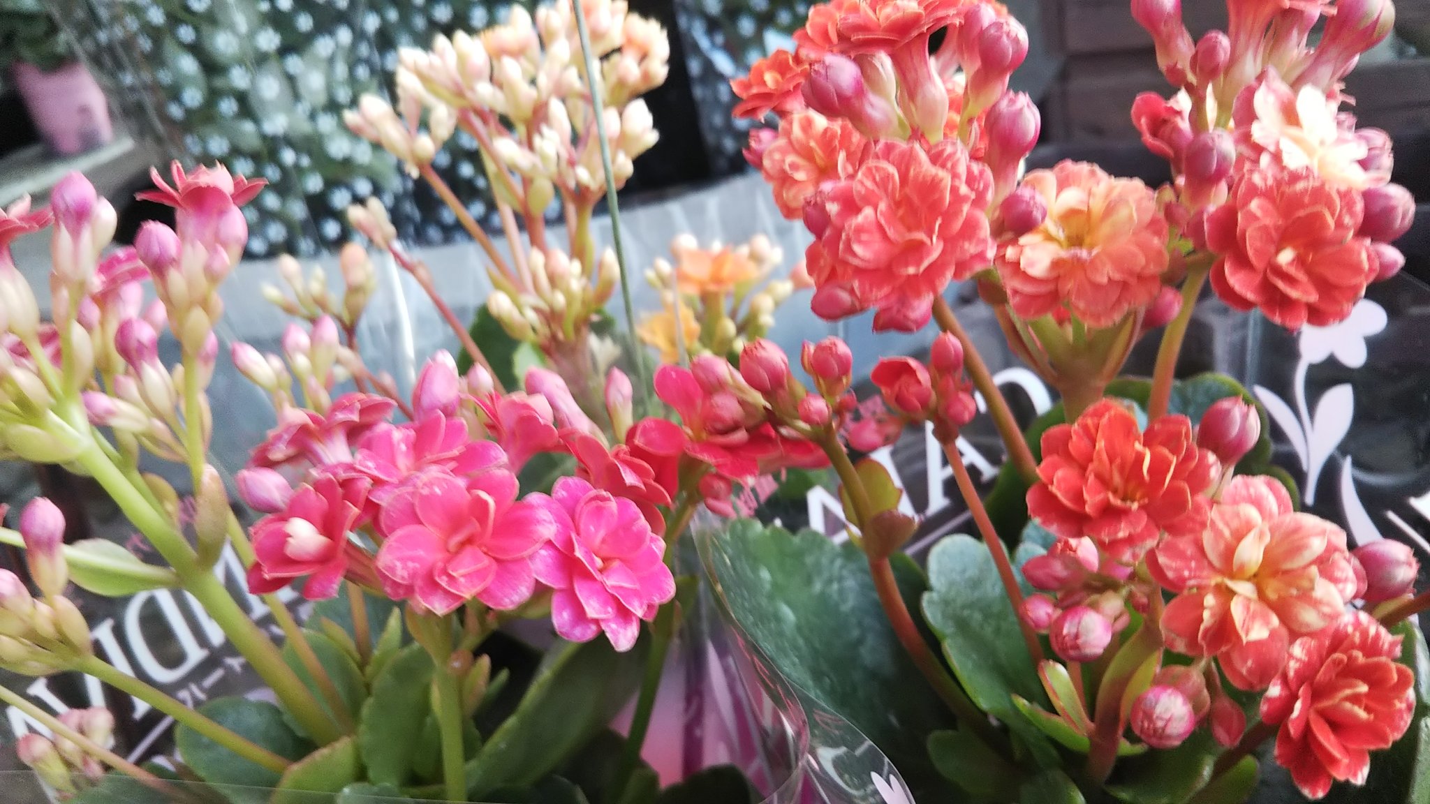 カランディーバ Twitter Search Twitter