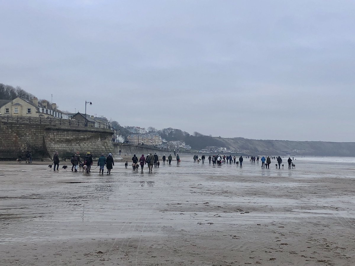 GG Greyhound Walk (@gggw2017) on Twitter photo 54 Sighthounds on the beach at Filey today with <a href="/sighthoundSC/">SighthoundSocialClub</a> enjoying the beautiful Yorkshire coastline
And it wasn’t too cold - all the hounds loved it and fish and chips afterwards 🐾❤️ 54 Sighthounds on the beach at Filey today with <a href="/sighthoundSC/">SighthoundSocialClub</a> enjoying the beautiful Yorkshire coastline
And it wasn’t too cold - all the hounds loved it and fish and chips afterwards 🐾❤️
