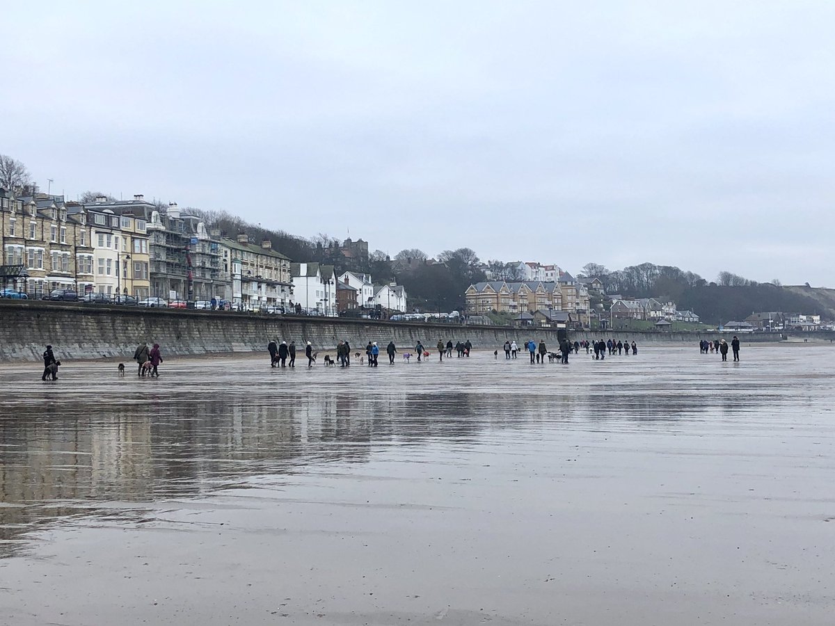 GGGW2017's tweet photo. 54 Sighthounds on the beach at Filey today with @sighthoundSC enjoying the beautiful Yorkshire coastline 

And it wasn’t too cold - all the hounds loved it and fish and chips afterwards 🐾❤️ https://t.co/z7XefT7jvL