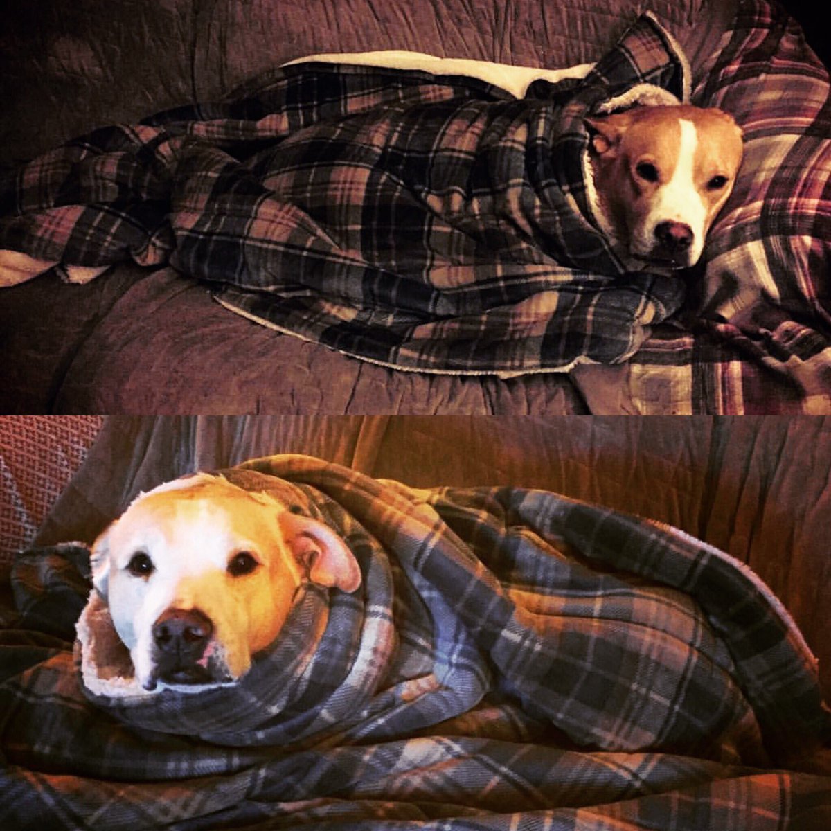 cmullis1209's tweet image. Remus &amp;amp; Romulus are all snug and warm on this windy and chilly #SundayFunday #remusthepittymix #romulusthepittymix #allsnuggledup