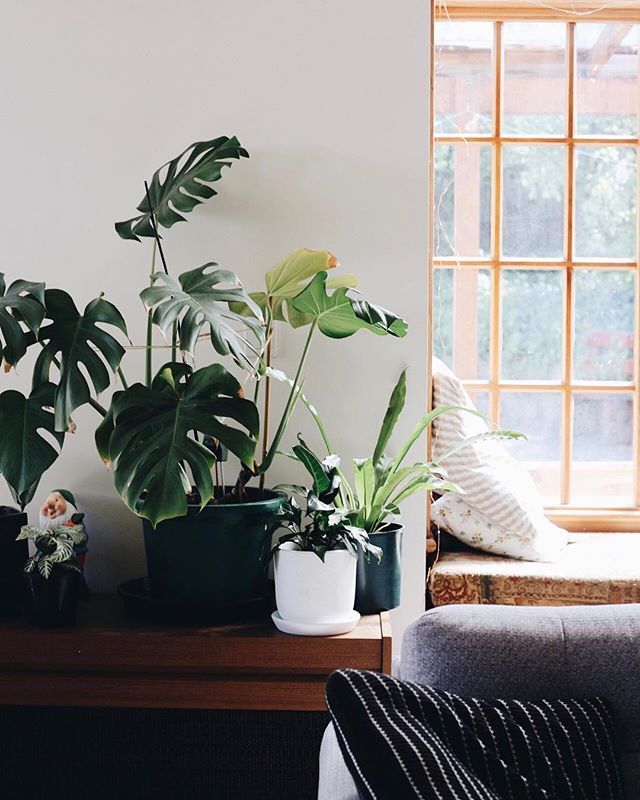 fiddleandspoon's tweet photo. Monstera leaf update: it died and dropped off and a beautiful new leaf grew in its place, which has now spawned another fresh probably-going-to-be-full-sized leaf 🌱🌿🍃Can you see it? Is it not the most beautiful thing you’ve ever seen? (Apart from the… https://t.co/5ya46ofNZ5 https://t.co/6NQLAIgQgv