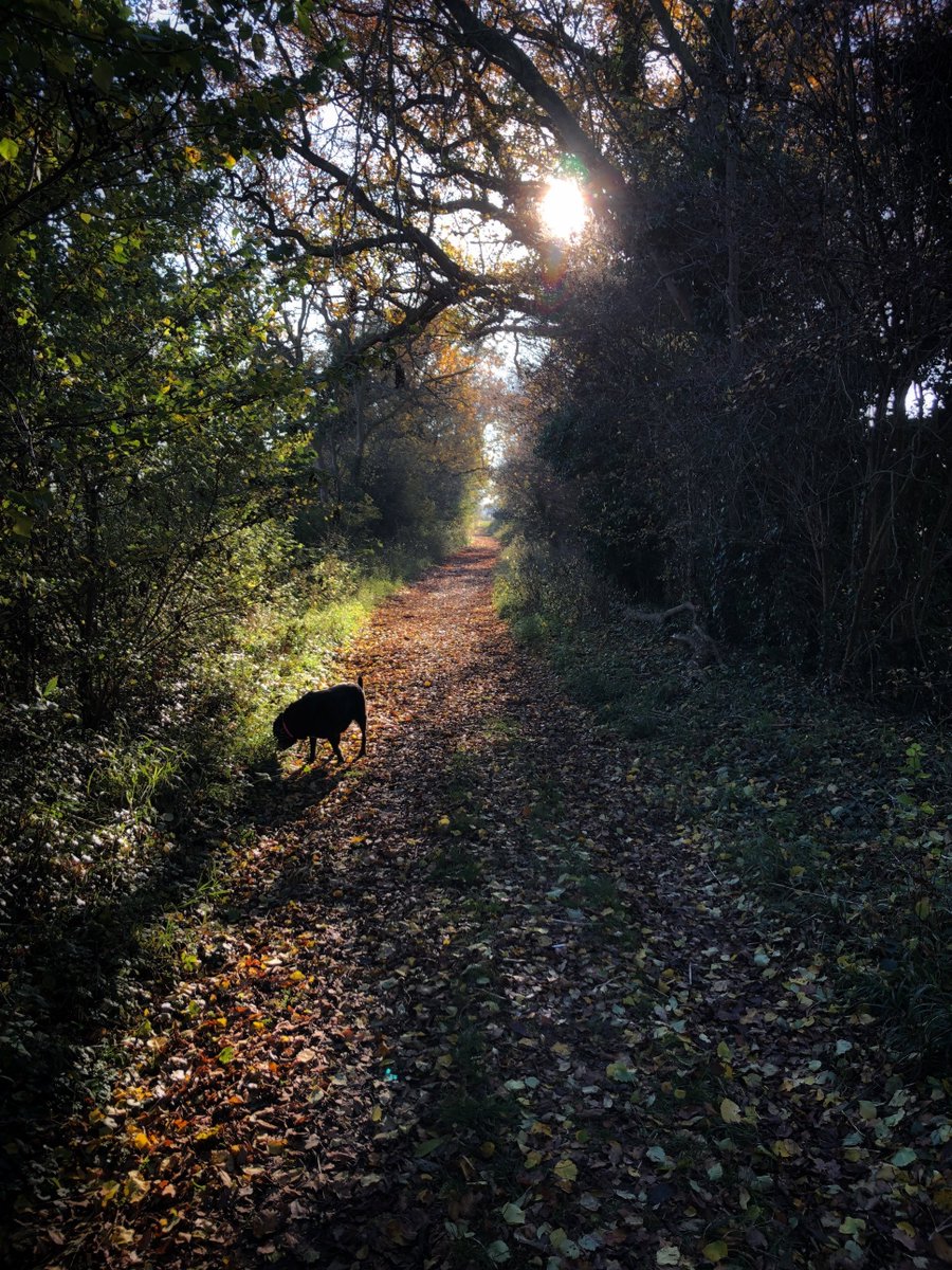 alansmlxl's tweet image. Morning ritual. Walk. Why do we long for beauty? I think about this as why I wrote #DoDesign. I wrote it to take myself home. Where is home? Beauty is our true home, it lives inside us – it is us. If we can then &apos;be&apos; &amp;amp; &apos;act&apos; with #beauty we can only bring the good into the world.