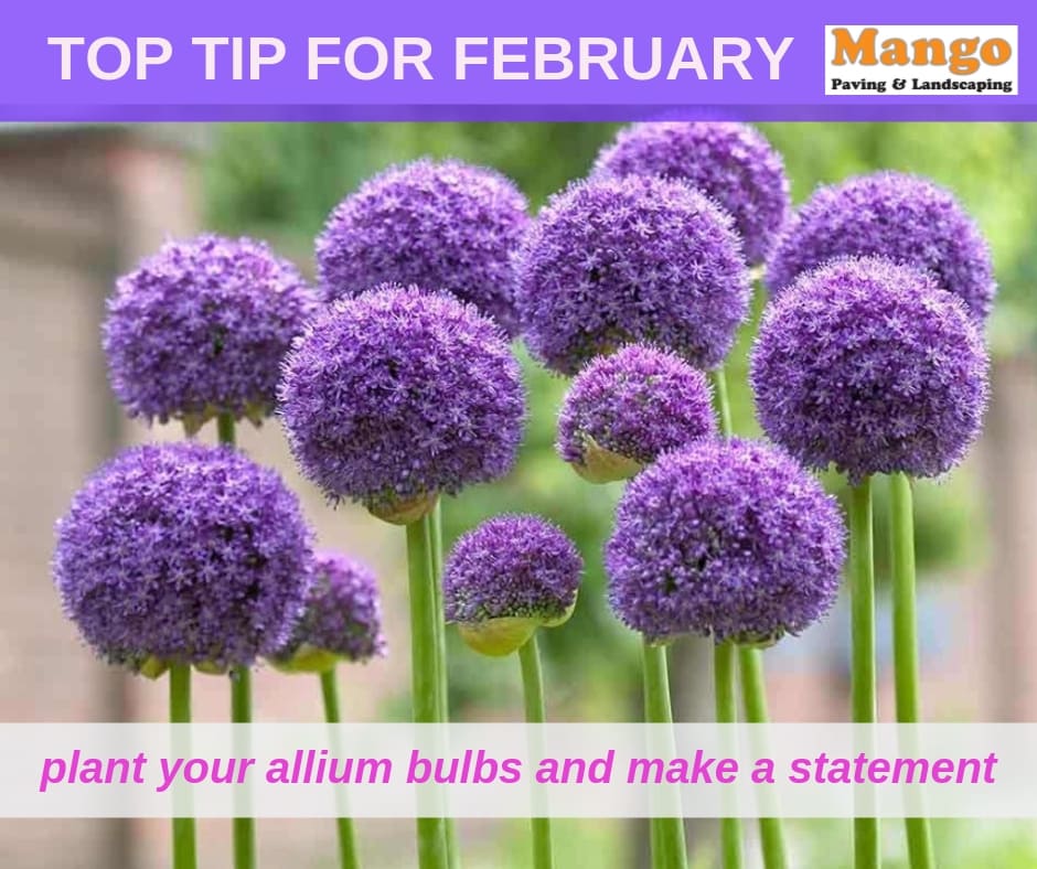 MangoExeter's tweet image. Amazing flowers that make a statement and help transform a garden.
Keeping you and nature connected...