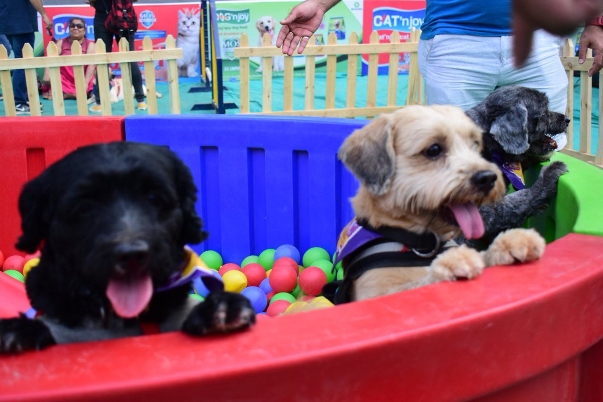 Pet Fed 2019: 10 cosplaying dogs to brighten up your Sunday dnai.in/fTBW reports @yoshita_rao https://t.co/4vt6EZMVAH