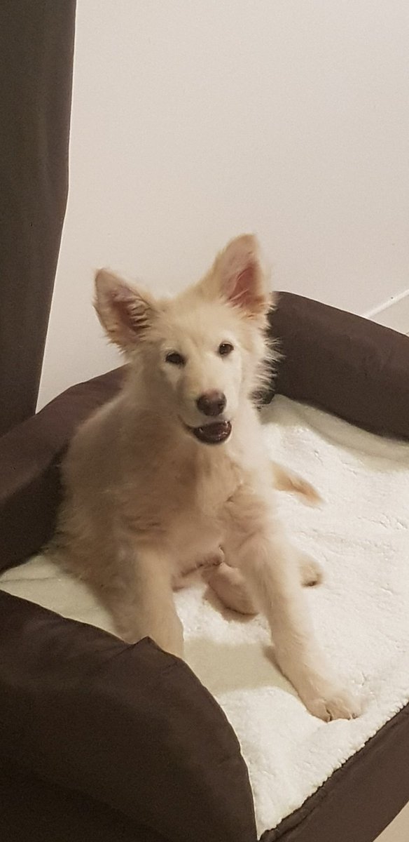 weirding_way's tweet image. My sweet boy. 3rd day home. Getting more confortable with us. I am so amazed by how smart he is... can&apos;t wait to start his training. #nordictimber #lepactedesloups #lowcontent #bluebayshepherd