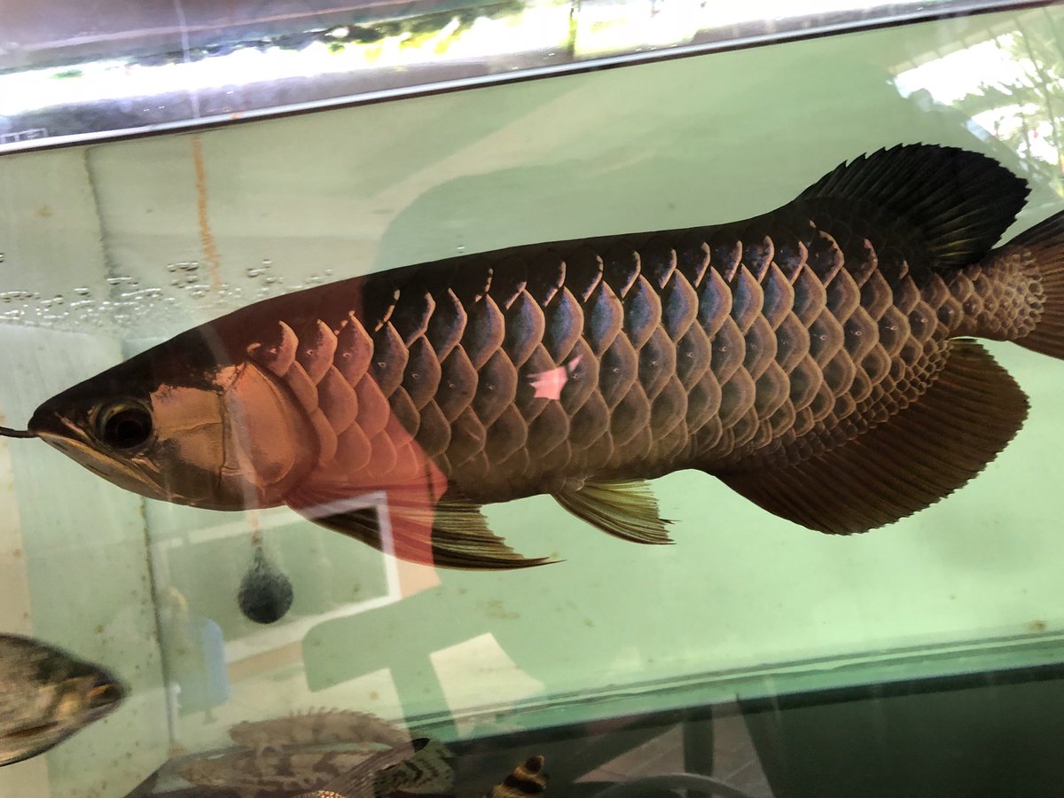hideyuki_koga's tweet photo. High back red tail golden <3 #longxin #arowana #aquarium #hbrtg https://t.co/mcgWkQZfRi