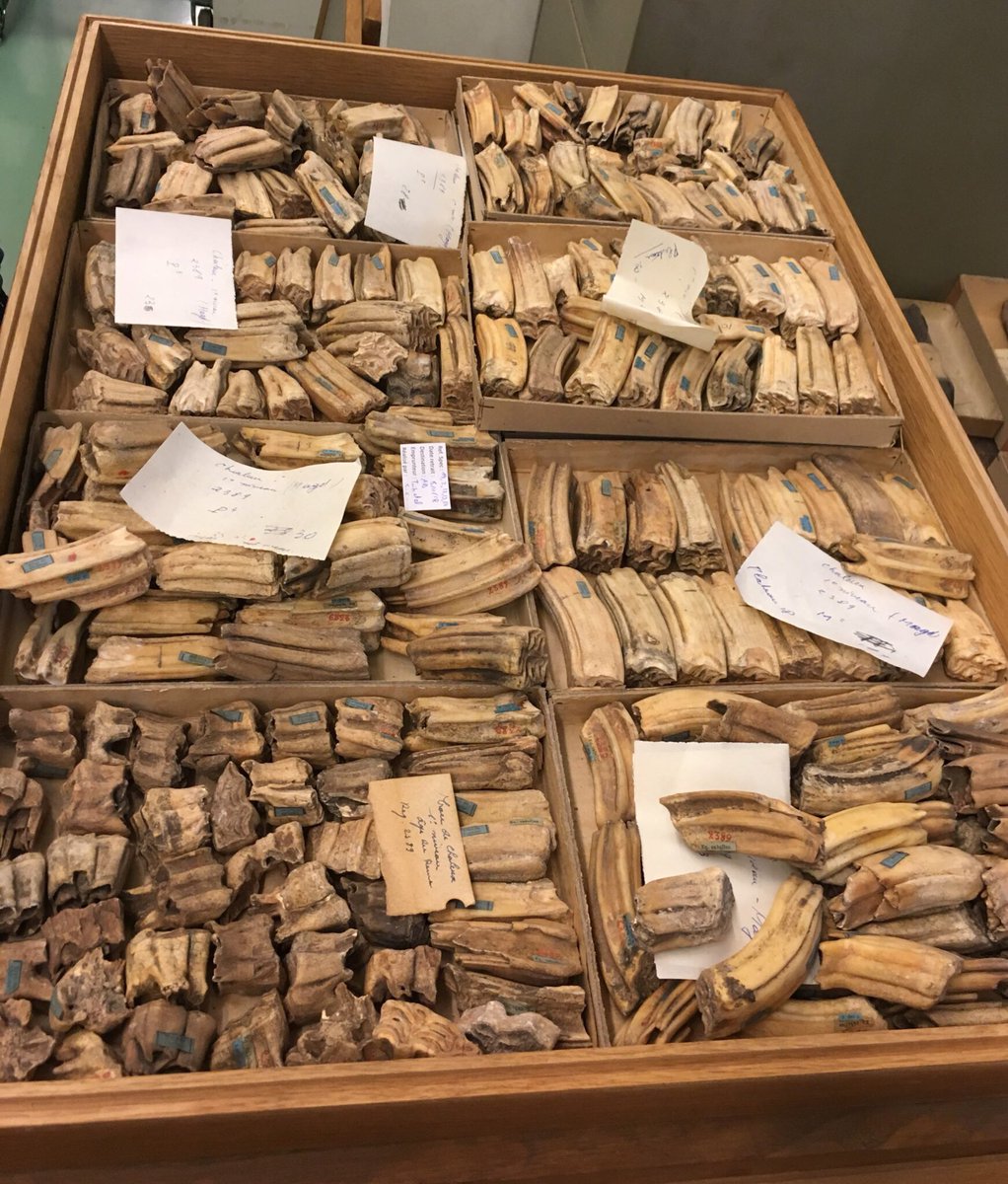 Always very exciting to find a drawer like this! Such a great opportunity for intra-tooth #isotope analysis for <a href="/upnorthproject/">UP-North Project</a>