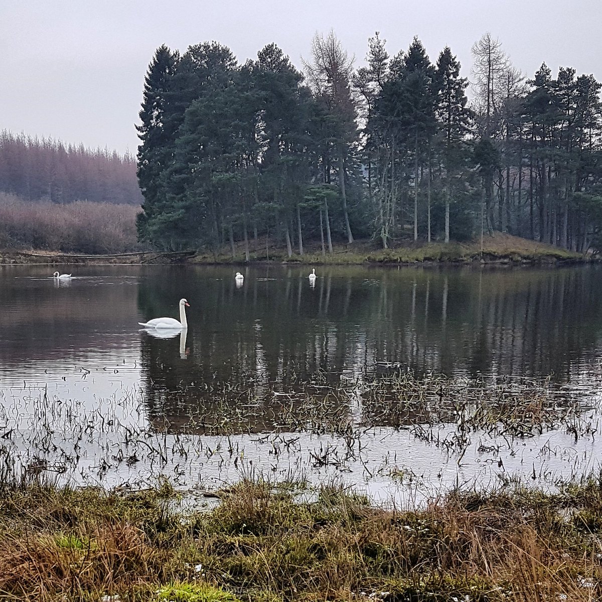 MikeMikwd's tweet photo. Swans take it easy on a cold winter's day
#SATURDAYS #walking #Swans #photography #StormHour #knapps #photooftheday #loch #Inverclyde #ScotlandisNow https://t.co/V1adcF49IU