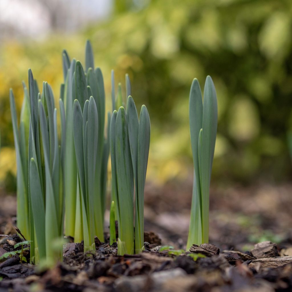 More signs of spring. It might still be winter, but the daffodils don’t care. They’re ready for some colour and so am I! #daffodils #spring #springiscoming