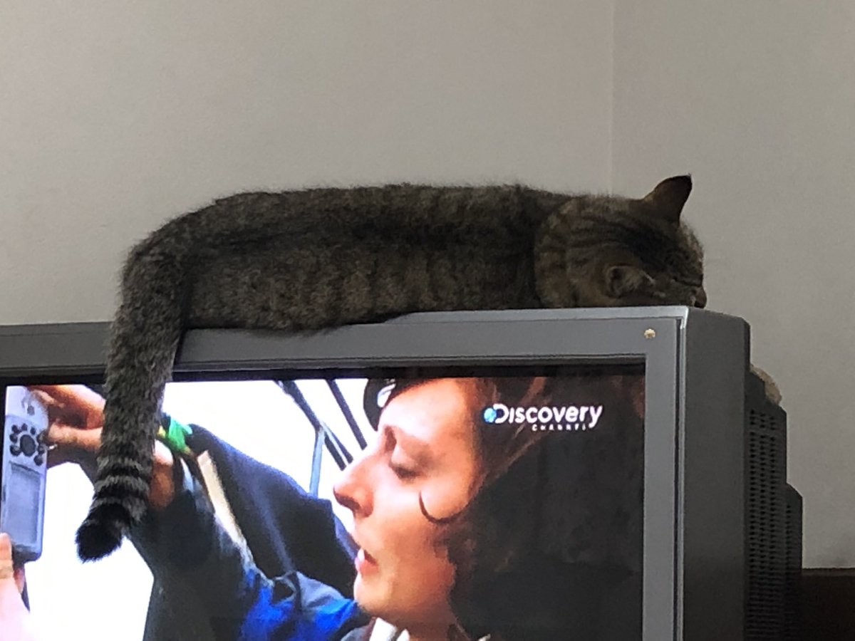 kyfieb's tweet photo. 実家にはまだアナログテレビがあります(´･ω･`)
従ってこのようになります(´-ω-)ｳﾑ https://t.co/YW2Ewf8g5i