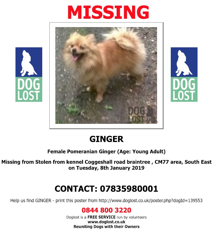 DogLostUK's tweet photo. https://t.co/jt1sXwNKjV  
#LOST  #DOG GINGER  
*MISSING WITH CHASE &amp; SIMBA*
Female #Pomeranian  
#Braintree  #CM77 
Tuesday, 8th January 2019   #LostDog 
https://t.co/oMsG7cBCVT    @VetsGetScanning @SAMPAuk_ https://t.co/pTkRG9riOh