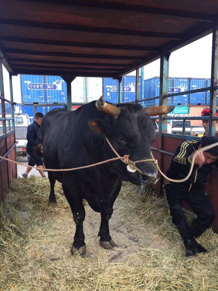 沖縄 徳之島 闘牛 Owocuxnp0d5v2rs Twitter