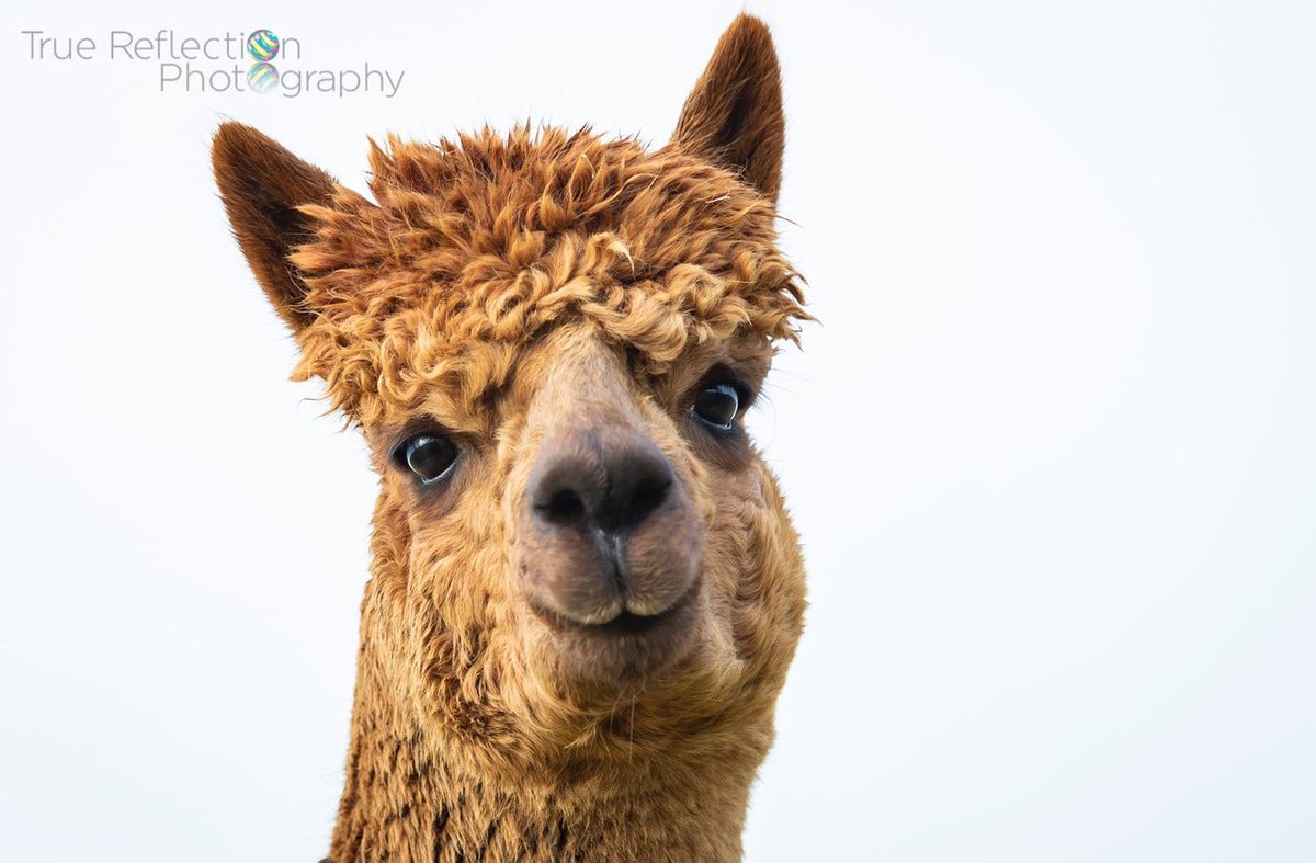 TRPICS1's tweet photo. An entertaining morning out at @JandJAlpacas1 - there are some real characters there!  Another winner for Newark #Newark #Nottinghamshire #Lincolnshire #alpaca #Coffee #coffeeshop https://t.co/IGpAZXp1xN