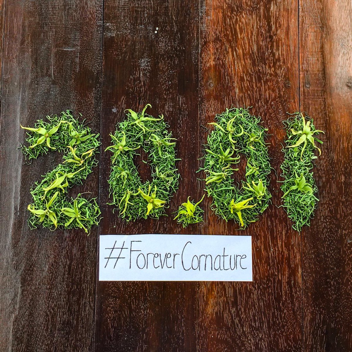 Biologi12's tweet photo. Selamat Ulang Tahun yang ke-6 buat Cor Nature angkatan kita tercinta. Apa harapanmu di umur yang sudah 6 tahun ini? #6thCN #ForeverCorNature https://t.co/490x5pCfKk