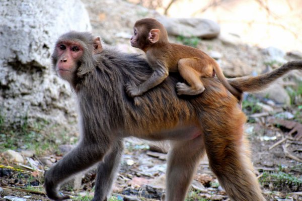 #kids Zoofari Martin Luther King Day Camp TOMORROW  <a href="/prospectparkzoo/">Prospect Park Zoo</a> socialrugrats.com/event/Zoofarie…