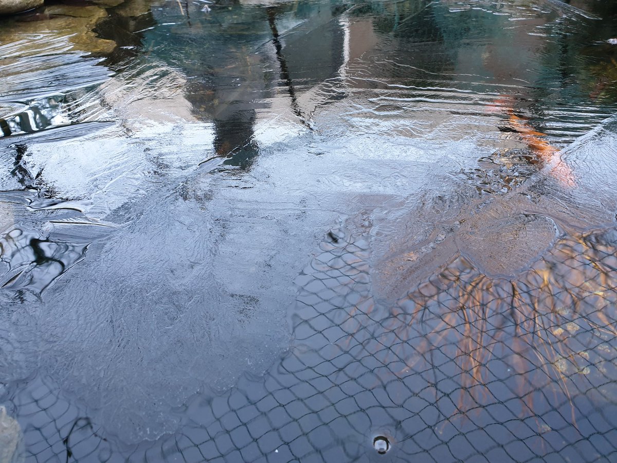 The #pond is slowly getting an #ice ❄ layer.
Can the #fish 🐠 #skate ⛸ soon? 😉
#Tilburg #Netherlands 20 jan 19
Picture #Samsung #GalaxyNote9 📱 #OneUI #Pie Stable CSA2