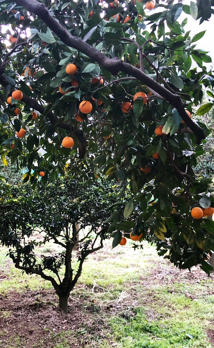 robertopanizza's tweet photo. Arancia Pernambucco, Finalborgo #liguria #lamialiguria #rossi1947 #ilgenovese #genova https://t.co/L0OvOaMQzt