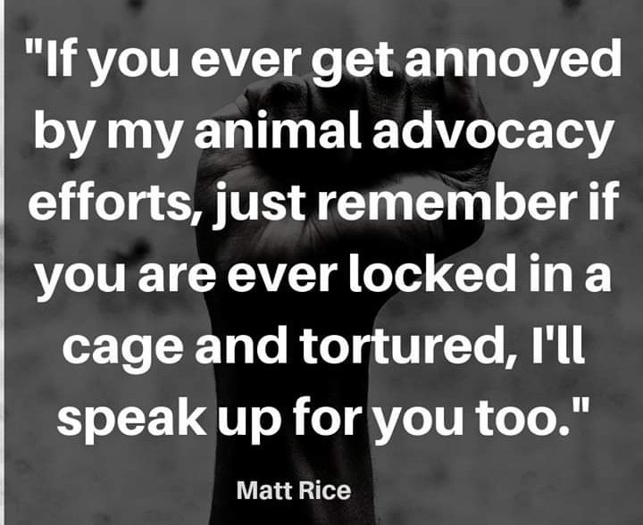 AcornWelfare's tweet photo. #stopanimalcruelty #stopanimalabuse #AnimalWelfare #animaladvocacy #speakout https://t.co/M7UPv7mKs5