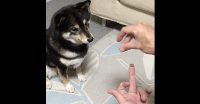 可愛すぎる！柴犬にエサを消すマジックを見せたときの反応が120点(≧∇≦)ｷｬｰ♪ petfilm.biz/?p=82463