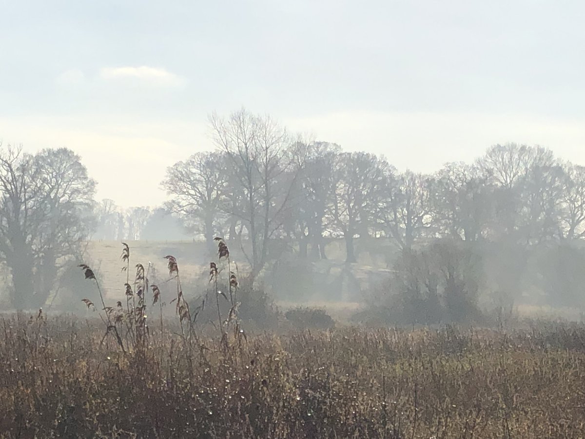 Frosty walk in Surlingham today.