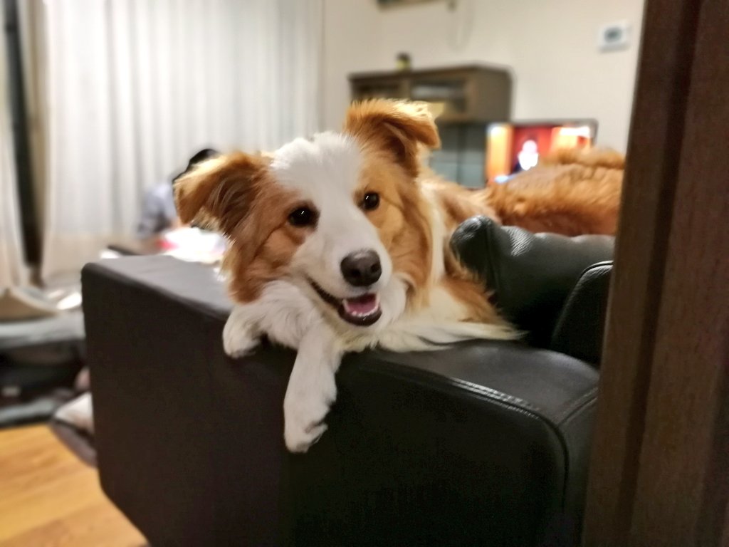 ヒトデ ブロガー 実家のイッヌ かわいい