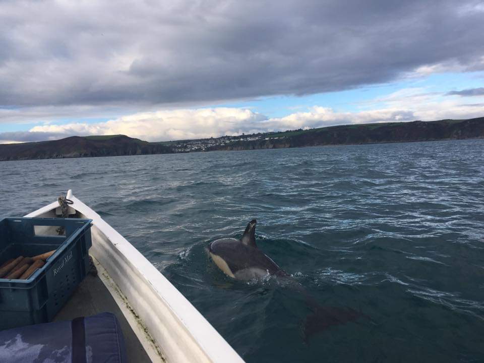 Dolphins this morning, training plan out of the window...