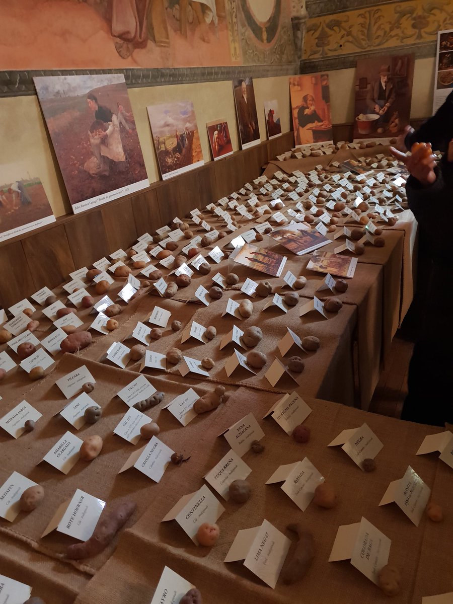 nctrng's tweet photo. #mandillo dei semi a Montebruno: libero scambio di semi, lieviti e 400 tipi di patate in mostra ! Cose da altre tempi, natura Biodiversitá e tutto ciò che money can't buy!!! https://t.co/C3o9hRfvSs