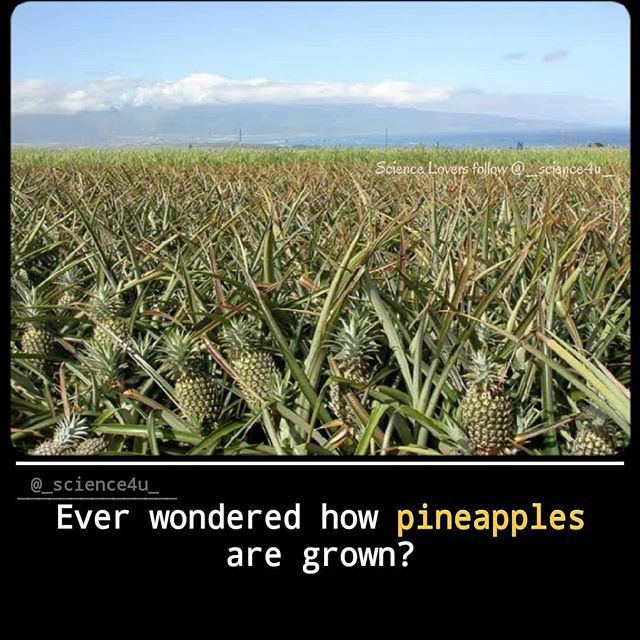 Science4u3's tweet image. 