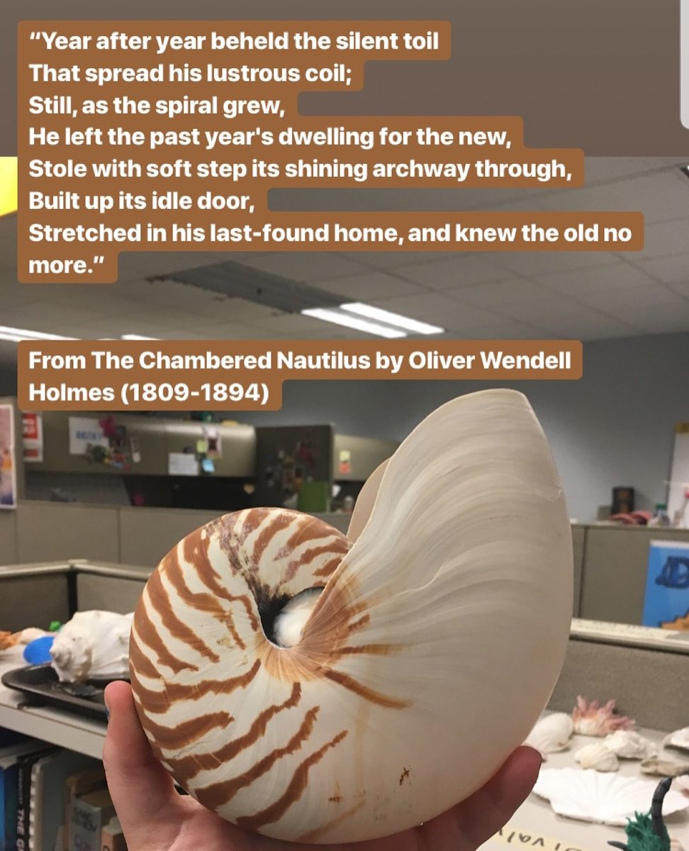 althesnail's tweet photo. This picture shows a portion of a poem written by Oliver Wenddell Holmes about the chambered nautilus! Holmes highlights the shape & growth of the Nautilus' shell. #SciComm #Malacology #ShellSunday (<- is that a thing? loll) https://t.co/ZSSTP66TPd