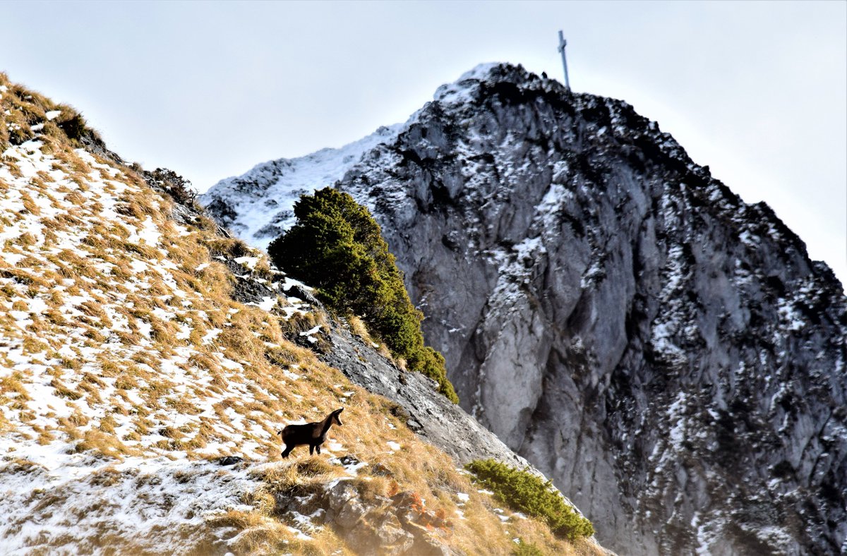 One of yesterday's magical encounters -and I am not talking about that human at the top...

#chamois #isard #pyrenees #picsaillant #summitcross #animalencounter