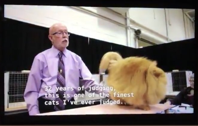 The same judge saying “32 years of judging, this is one of the finest cats I’ve ever judged”