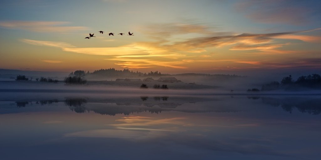 Haiku of the Day:

Gratitude for life
dawn chorus in the morning
appreciated!

#dawn #dawnchorus #birdwatching #birds #gratitude #ourworldisworthsaving #life #nature #naturequotes #haiku #haikuchallenge #naturepoem #amazingnature #calm #mindfullness #peace #awe