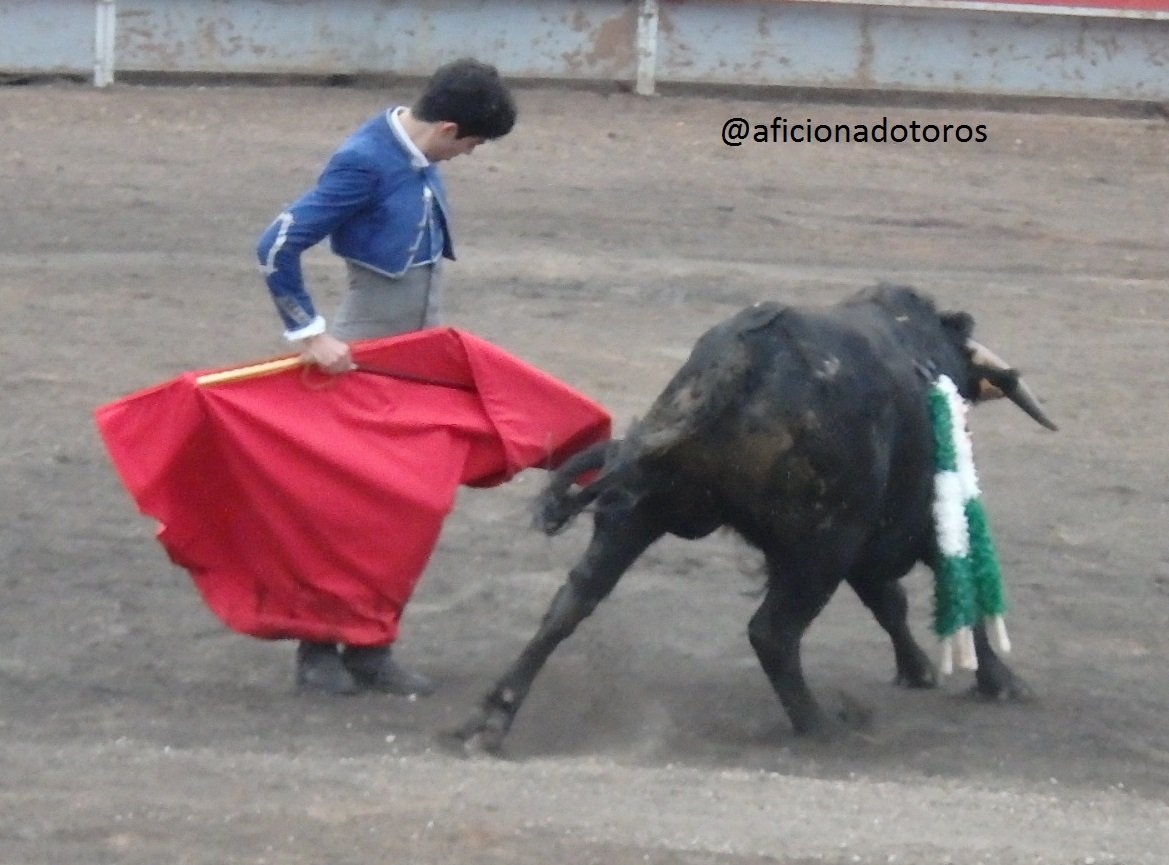 aficionadotoros's tweet photo. Pedro Rufo volvió a enseñar su buen gusto y personalidad sin redondear faena con un encastado becerro que no terminaba de humillar https://t.co/EVssYpAbdP