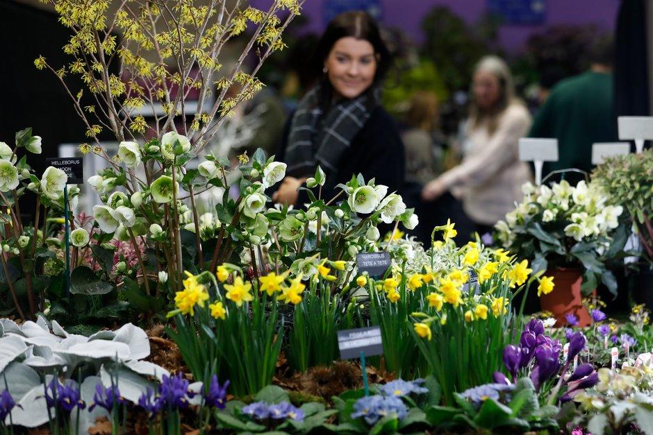 The_RHS's tweet photo. For the first time, the RHS Early Spring Show will be held at @RHSHydeHall from 9-10 Feb. The show will feature inspiring displays of beautiful and unusual early spring-flowering bulbs and plants to buy from some of the country's top growers and nurseries https://t.co/UZOCYhxkAq https://t.co/BO6ZgrYDQo