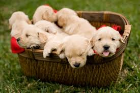 There is no faith which has never yet been broken, except that of a truly faithful dog.
#dog #dogs #doglovers #nature #naturelovers