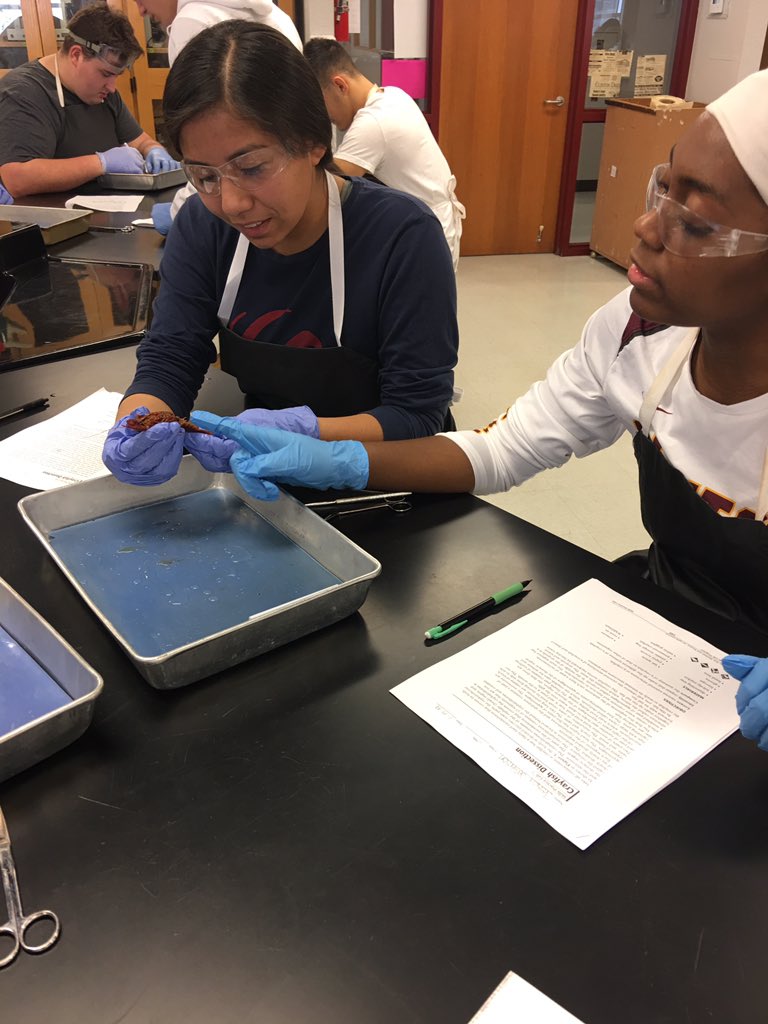 science_007's tweet photo. Crayfish dissection in #zoology. #PhylumArthropoda #Crustaceans #crawdads @CoachSheilaEddy @ps_clinton @D_Up_D_Up @ChadOPugh @PaulaHarp10 https://t.co/6s1rus6i4N