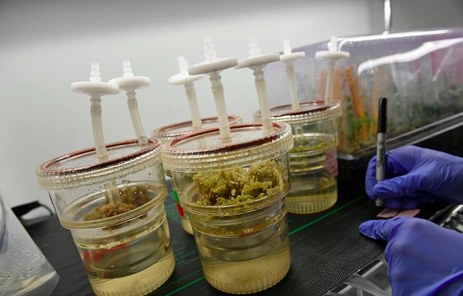 RollingStone's tweet image. As cannabis users embrace concentrates, companies are isolating chemicals to make reliable products — and it’s making weed products intellectual property rol.st/2FJDZSw