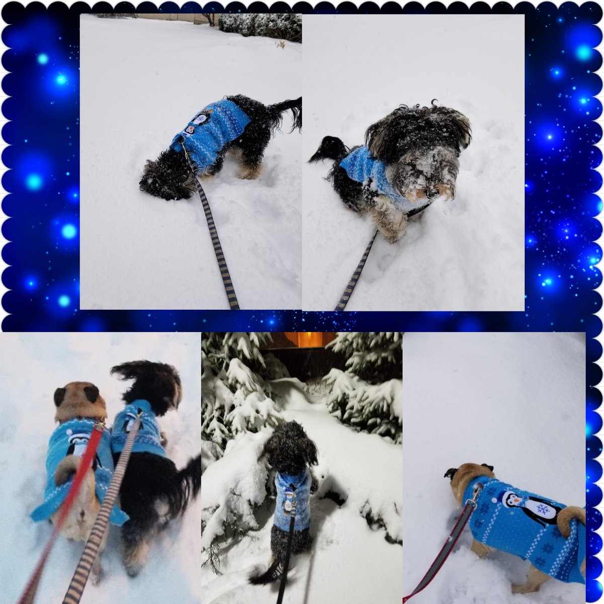 tammyjo11368's tweet photo. Best penguin pose last night in Medina! Chip really loved his first big snow! ☃️ @WintzWeather @wkycweather #medina #yorkiechon #yochon #puglife #pugs https://t.co/f9tl2mROVo