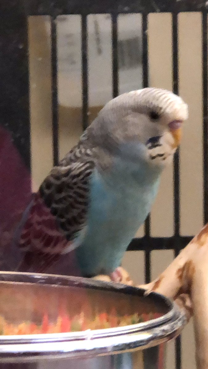 bananagizmo's tweet photo. New bird Frost, at the pet store! #parakeet #parakeetlife https://t.co/wsoFgV2NfX