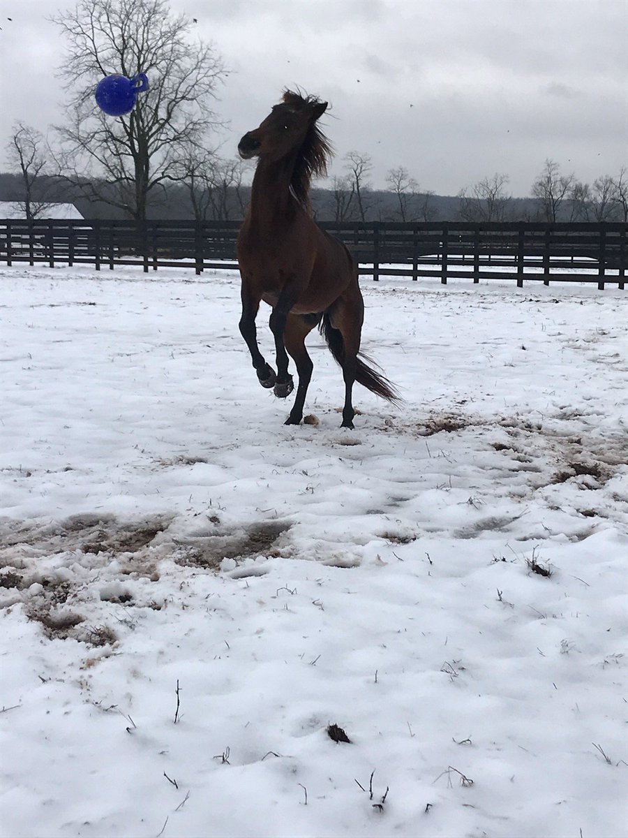 paddywagon11's tweet image. I love snow days! #FatherPatrick #BePartOfTheLegend