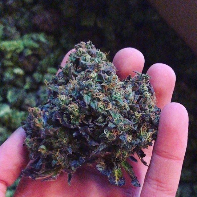 Weed made by passionate worker. For passionate smoker. Genetics by Green Brothers: swiss cannabis experts 🌱