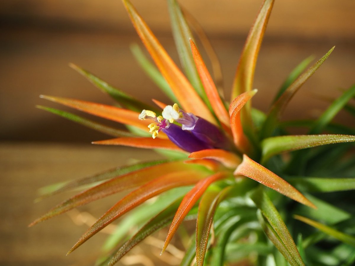 常葉植物園 Tokiwa Botanical Garden 結構大きく育ったイオナンタ達が綺麗に色付き花を咲かせています 温室に長くいるイオナンタ達で発根も子株も旺盛に出てます ３種類とも違うイオナンタです Tokiwabotanical 常葉植物園 チランジア