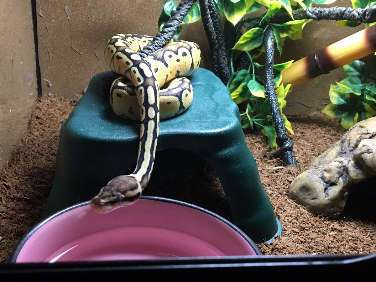 flowerpatched's tweet image. Cleo woke me up because it was Time To Be Held. #ballpython #specialballpython #pastelballpython