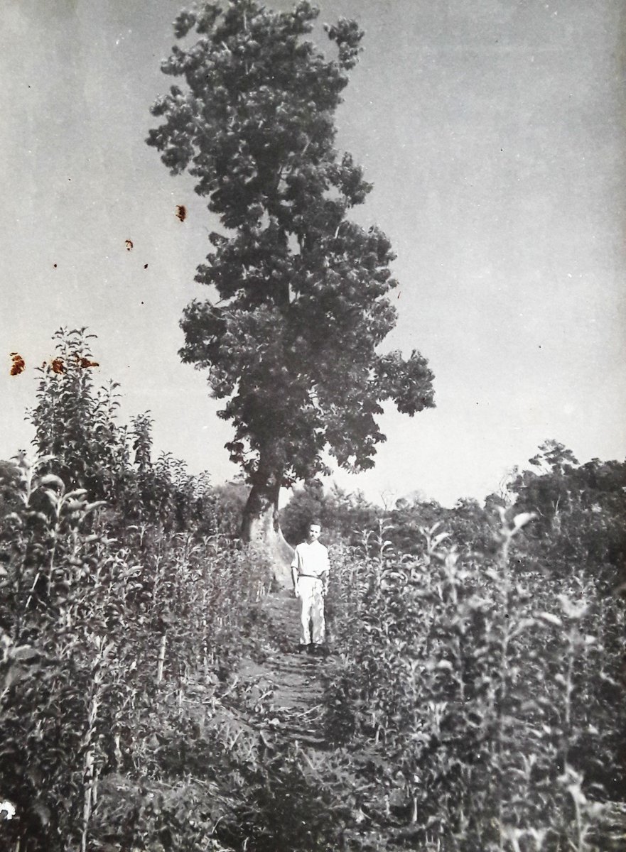 PLANTACIÓN DE YERBA MATE EN ROZADOS SIN QUEMAR: 
🌿🌱EL “SISTEMA ROTH"🌱🌿
Plantaciones sostenibles de yerba mate orgánica
fundaroth.org/index.php/es/y…

#yerbamate #sistemaroth #conservación #ecología
#bosque #natural #naturaleza #orgánico #AlbertoRoth