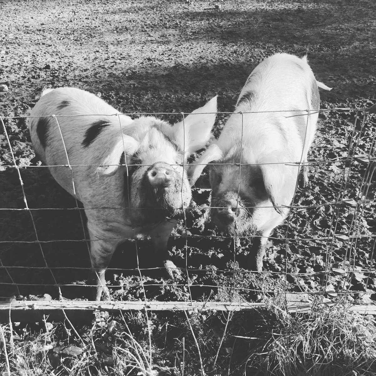 IEH_Ltd's tweet photo. The pigs at @QuarrAbbeyIOW are just too cute! https://t.co/P731b0oqpi