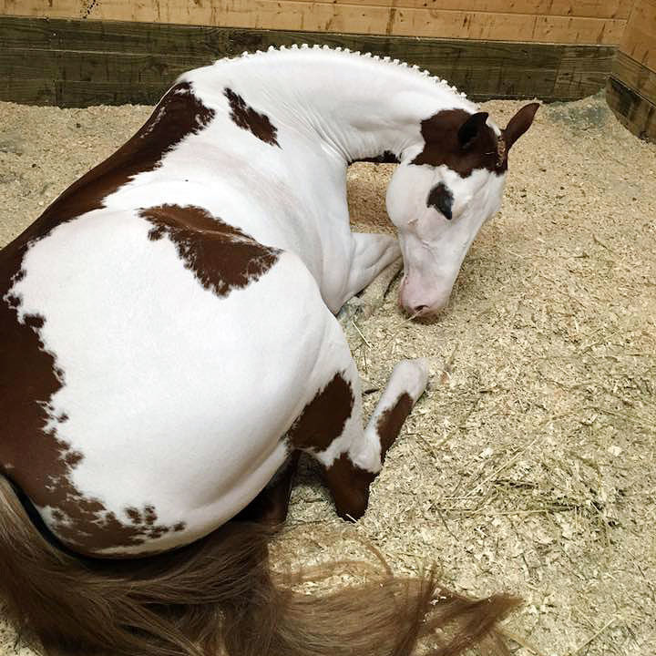 BigDeeTack's tweet photo. Sometimes you just need to sleep in a little longer!
#bigdeestack #sundaysleepies #sleepin #sunday #painthorse #paintsofinstagram #cleanstall #horselovers #snow #winter #showhorse #naptime #streetsboro #ohio https://t.co/SSMGoO1SPy