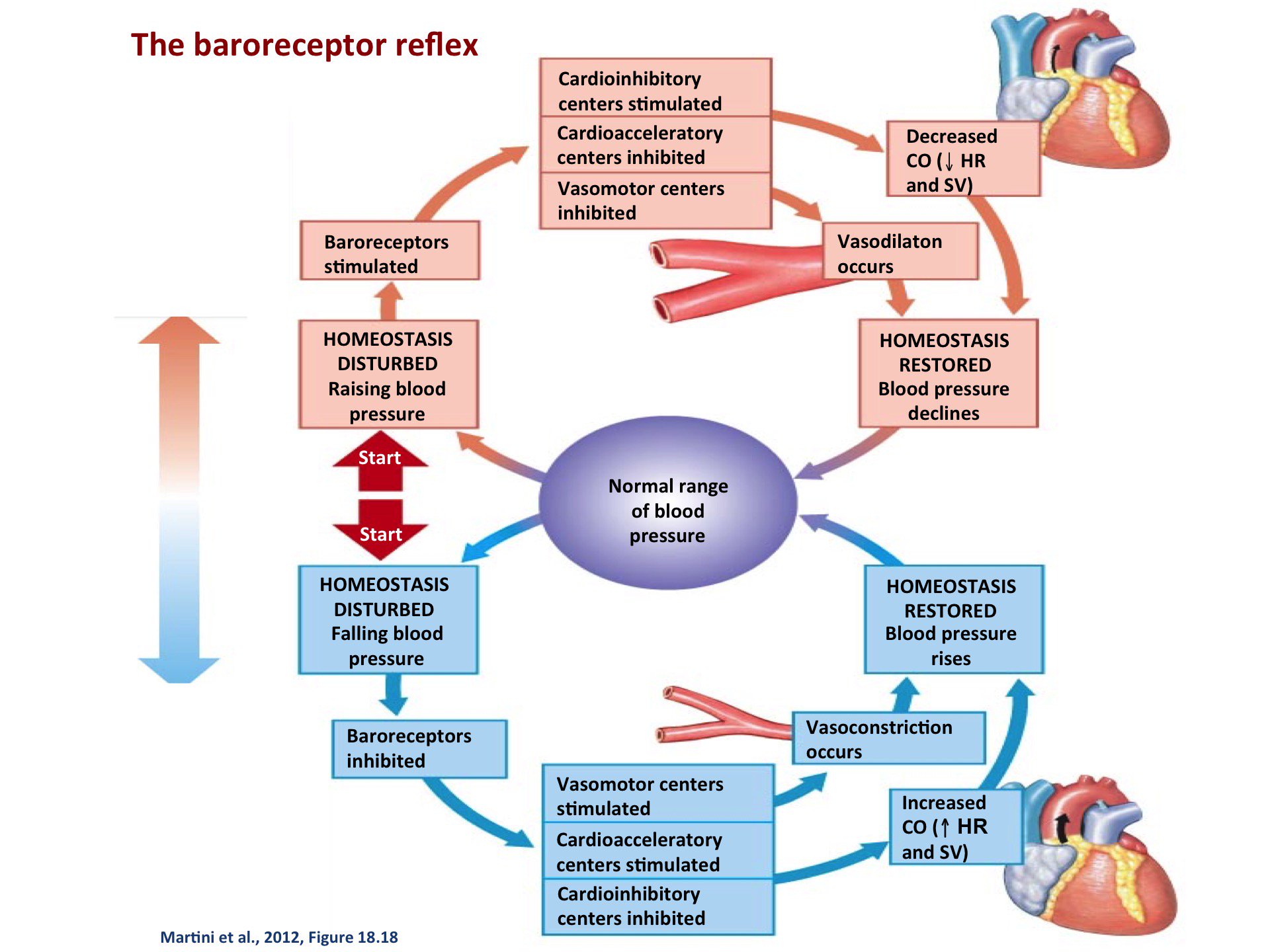 blood pressure is controlled by a feedback mechanism mandula a szív egészségéért