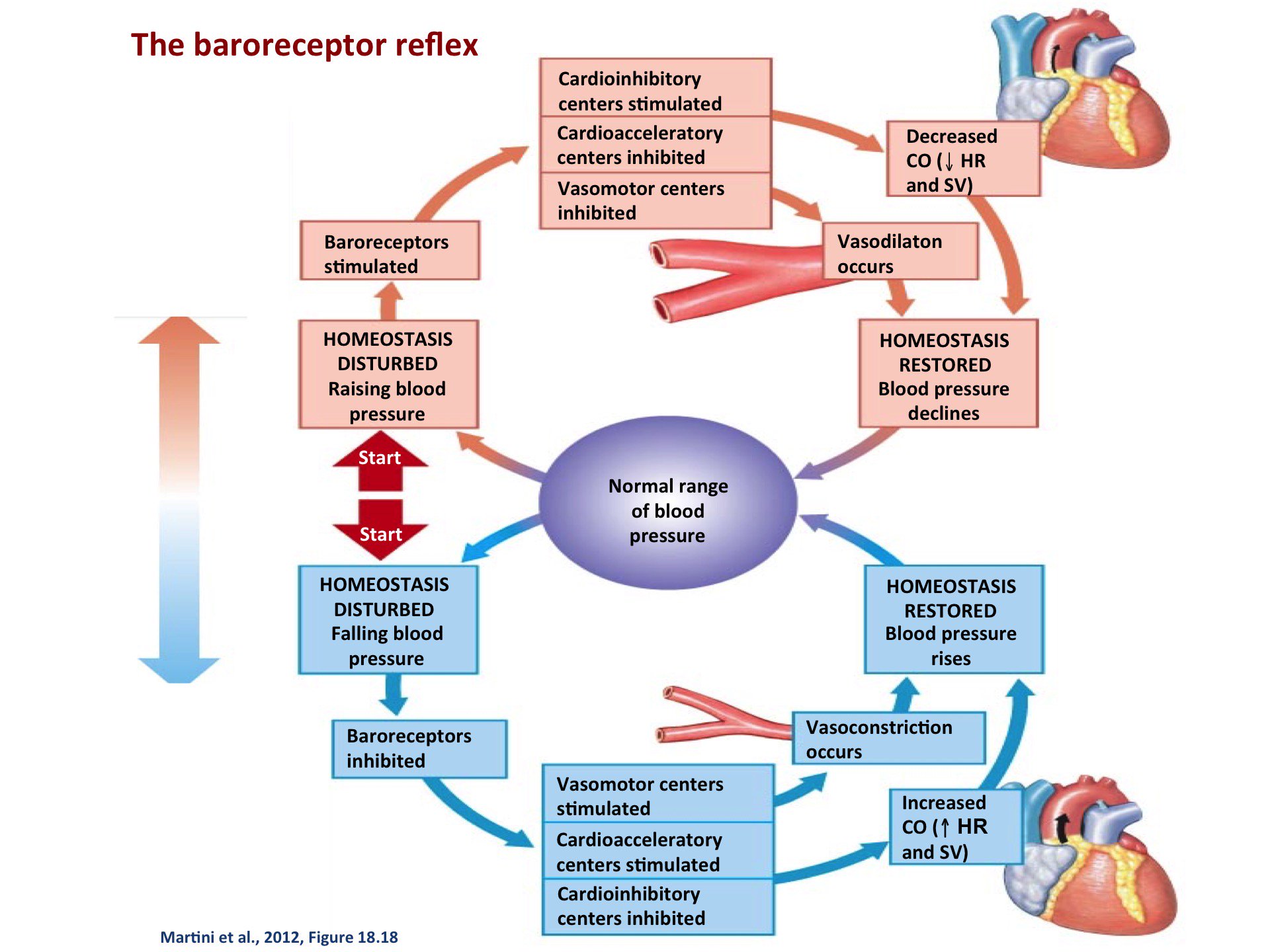 blood pressure is controlled by a feedback mechanism)