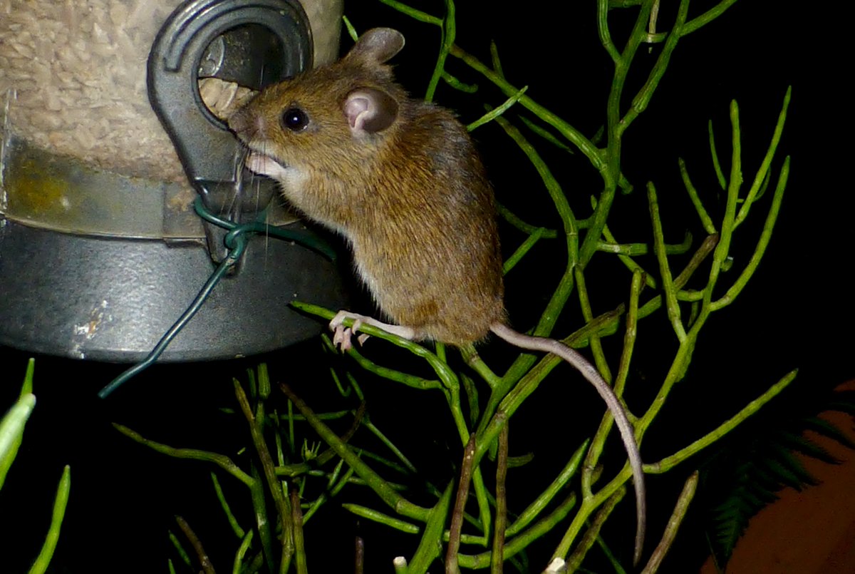 Wood Mouse visiting the bird feeders, in my Cardiff garden #woodmice #wildaboutgardens
@WildAbtGardens @wildlife_uk @LGSpace @NearbyWild @Natures_Voice @NatureUK @Britnatureguide @Mammal_Society @CUWildsoc @iNatureUK @wildlifewatch