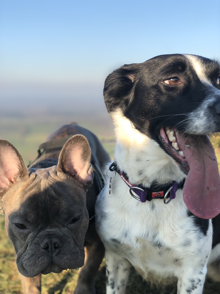jamesthehat123's tweet photo. @F8Martine @maxceline_ @garyptaylor @KarenBeatSCAD @ForwardAndPaws She looks like she was having a lovely time !  We were out too with the dogs and devils dyke ! Hope the meetings go well https://t.co/UVHwtmZiZR